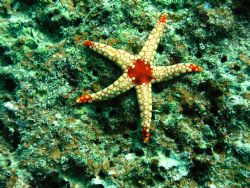 Starfish/Maldives,Olympus C5050Z +strobe by Nick Bruton 